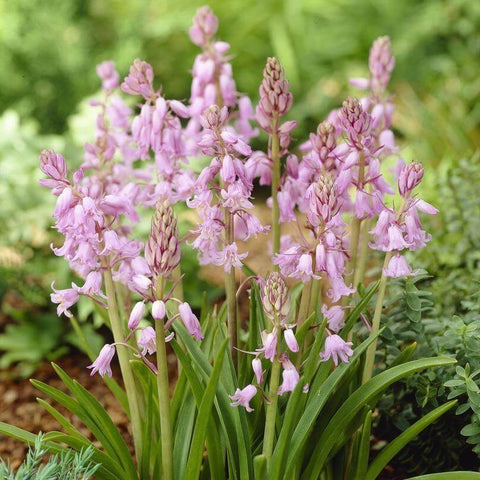 Scilla Campanulata Rose
