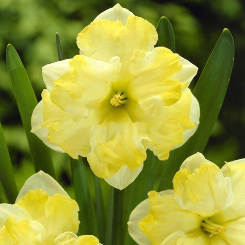 Daffodil Cassata