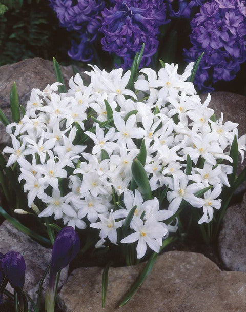 Chionodoxa Alba