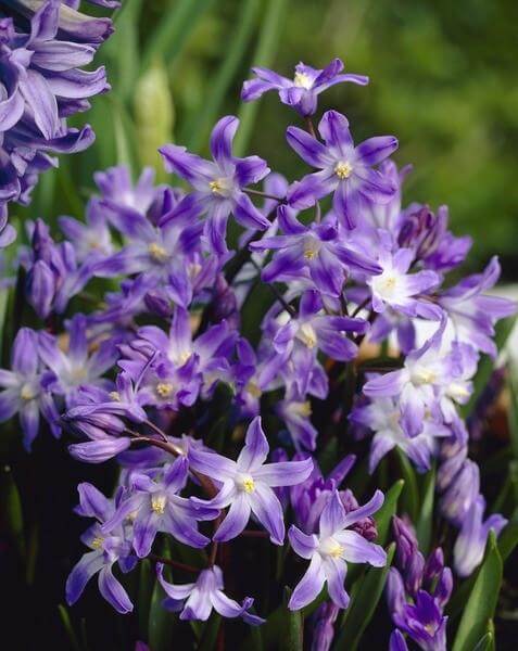 Chionodoxa Forbesii