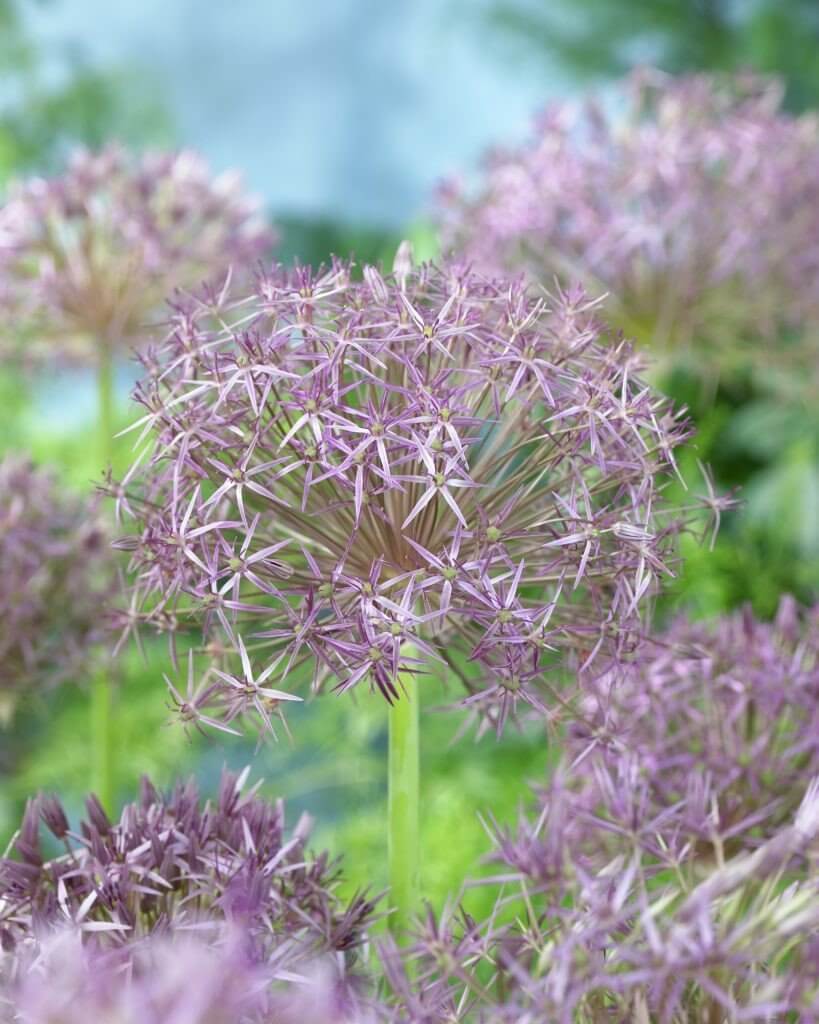 Allium Christophii – Floratuin