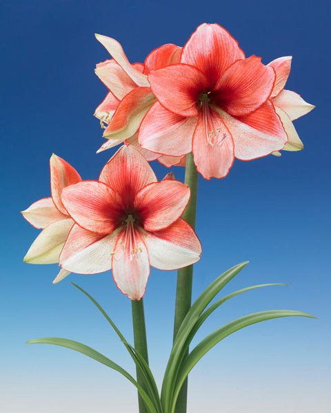 Amaryllis Coral Beach