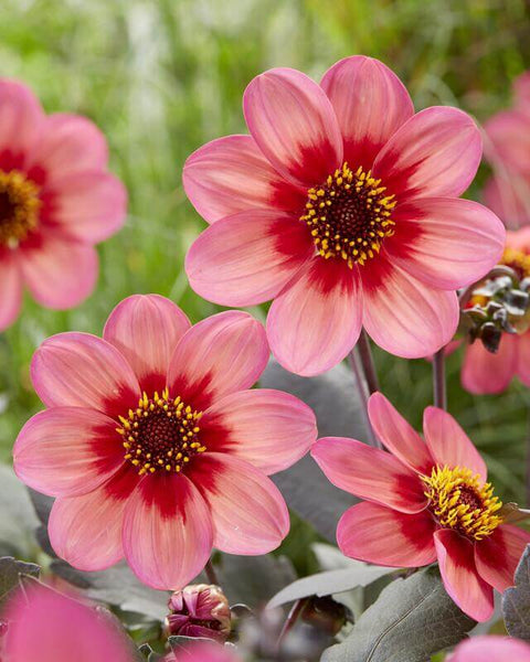 Dahlie Dahlegria Tricolore