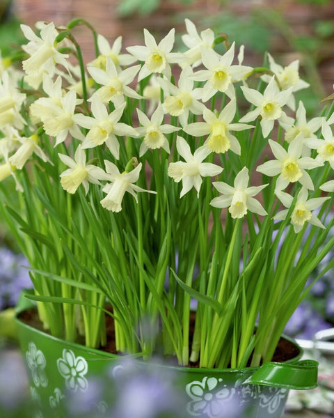 Daffodil Elka