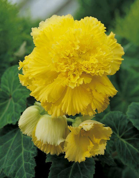 Begonia fimbriata geel