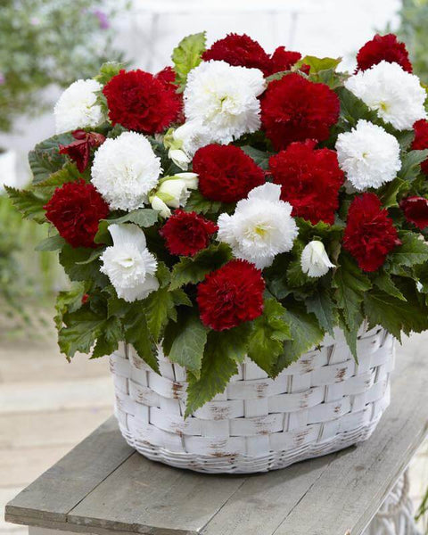 Begonia fimbriata rood