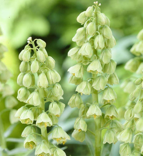 Fritillaria Ivory Bells