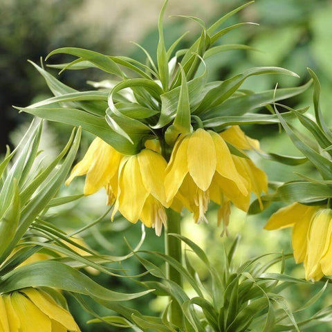 Fritillaria Lutea
