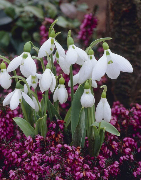 Galanthus elwesii (Snowdrop)