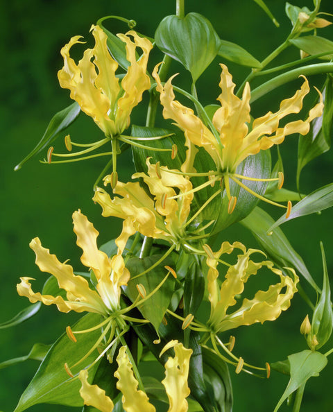 Gloriosa Lutea