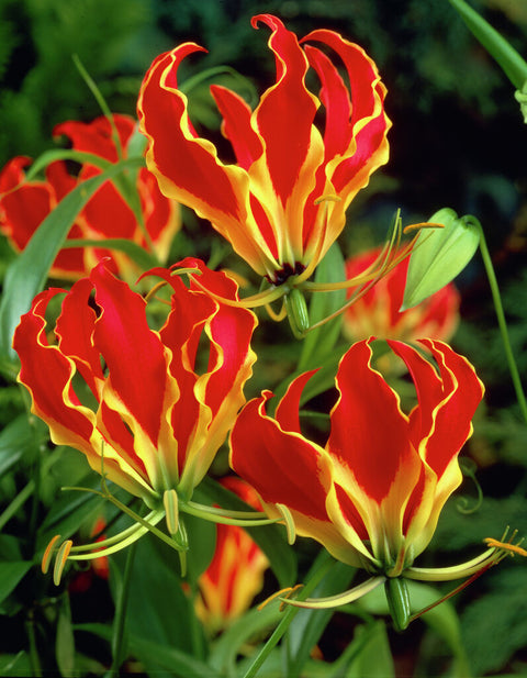 Gloriosa Rothschildiana
