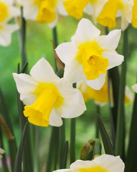 Daffodil Golden Echo