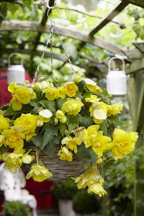 hangbegonia cascade geel