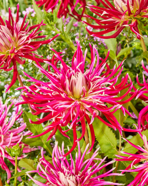 Dahlia Hollyhill Spiderwoman