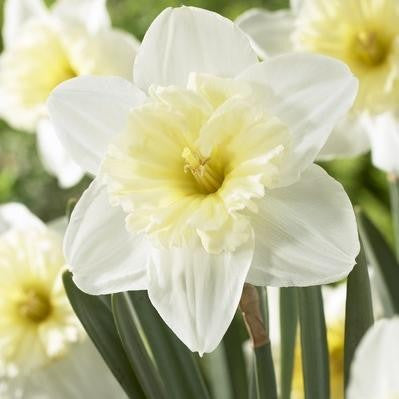Daffodil Ice Follies