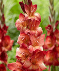 oranje grootbloemige gladiool gladiolus Indian Summer