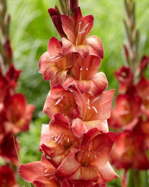 oranje grootbloemige gladiool gladiolus Indian Summer