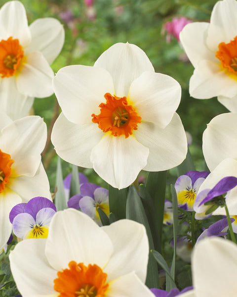 Narcissus Joyce Spirit