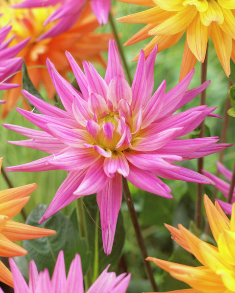 Dahlia Karma Pink Corona