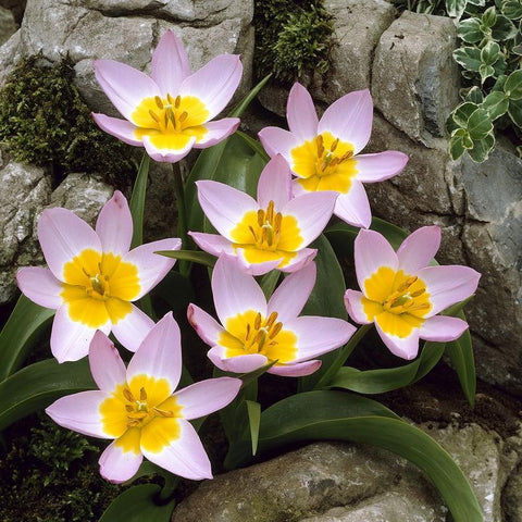 Specie tulp Lilac Wonder