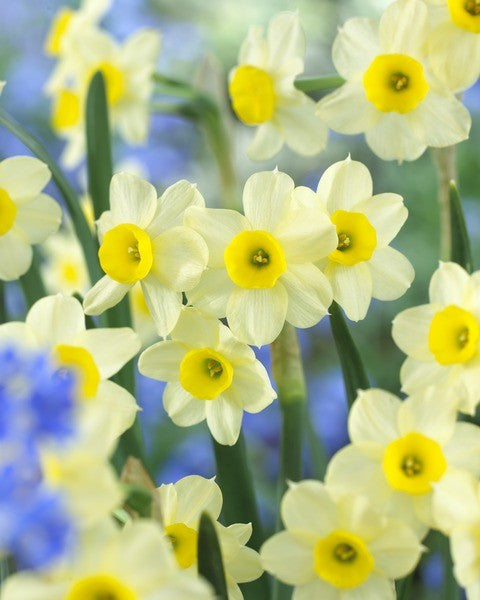 Narcissus Minnow