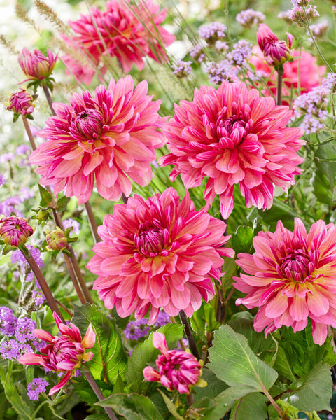 Dahlia Miss Dutch