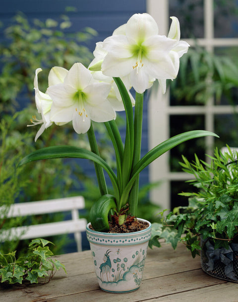 Amaryllis Mont Blanc