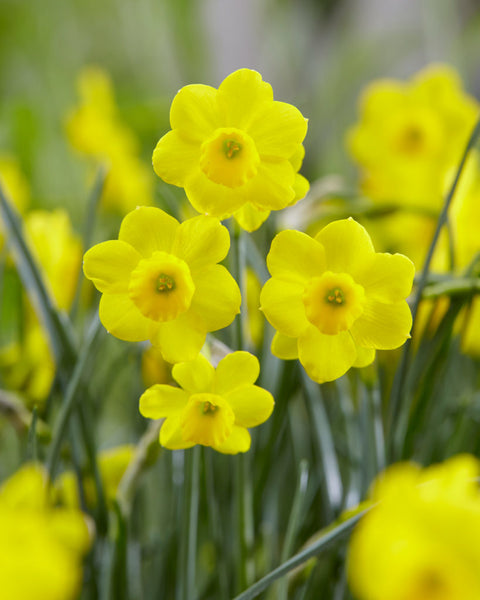 Narcissus More and More
