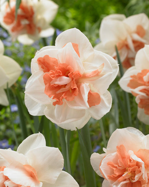 Narcissus My Story
