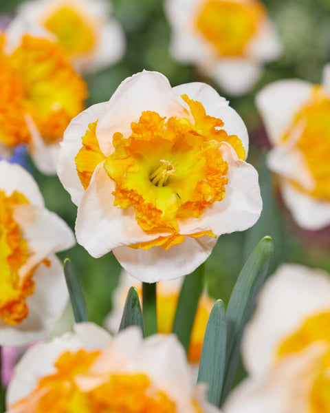 Daffodil Love Call