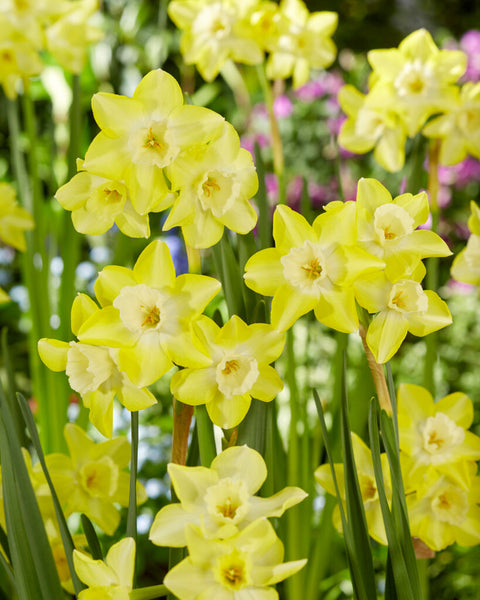 Daffodil Verdin