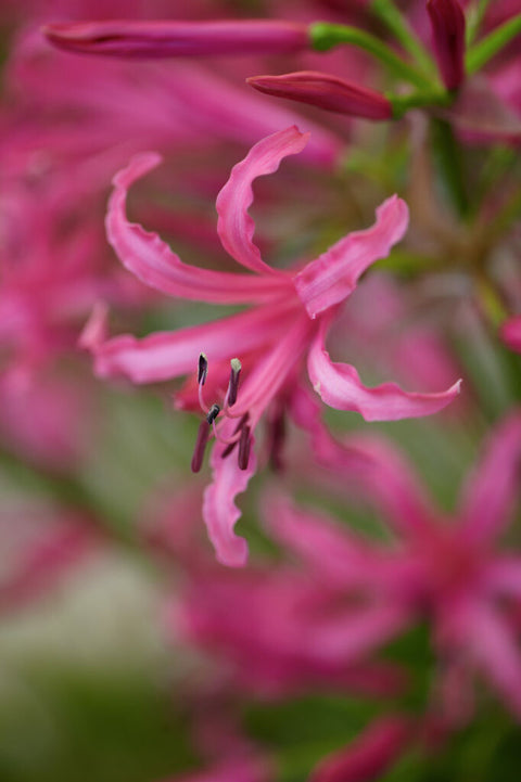 Nerine Bowdenii