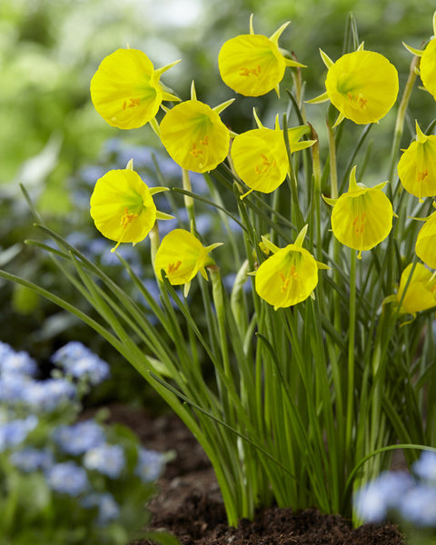 Daffodil Oxford Gold