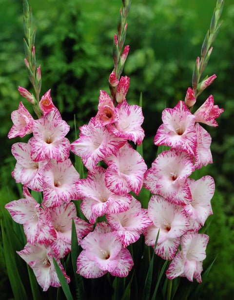 roze grootbloemige gladiool gladiolus My Love