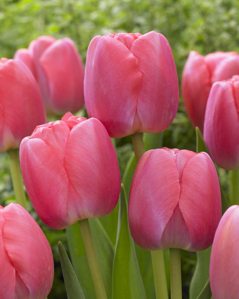 Pink Pride