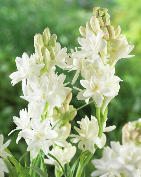 Polianthes Tuberosa The Pearl