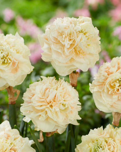 Narcis Pom Pom Rose
