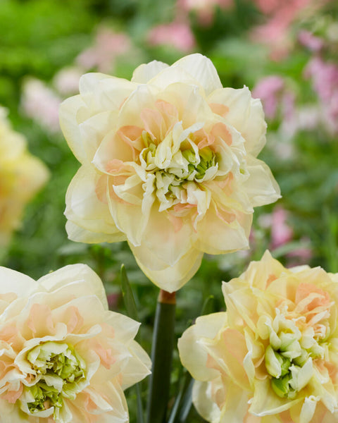 Daffodil Pom Pom Rose