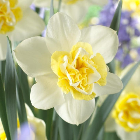 Daffodil Popeye