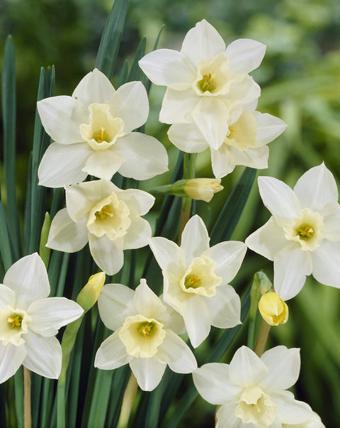Daffodil Pueblo
