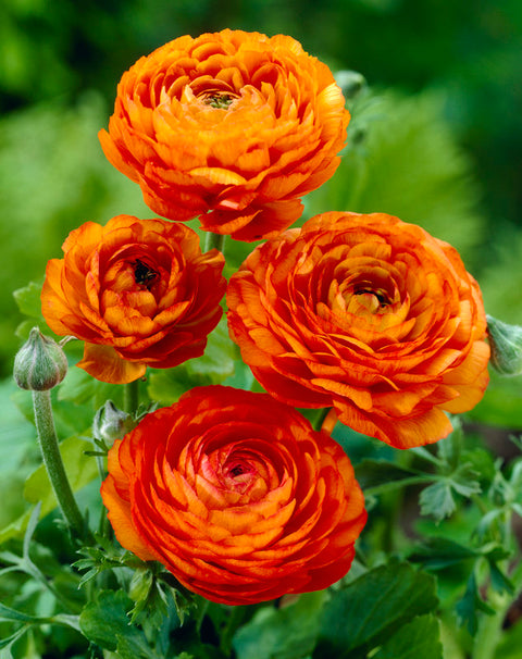 oranje ranonkels bloemen ranunculus