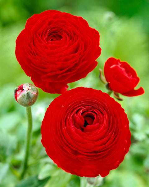 rode ranonkels bloemen ranunculus