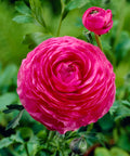 roze ranonkels bloemen ranunculus