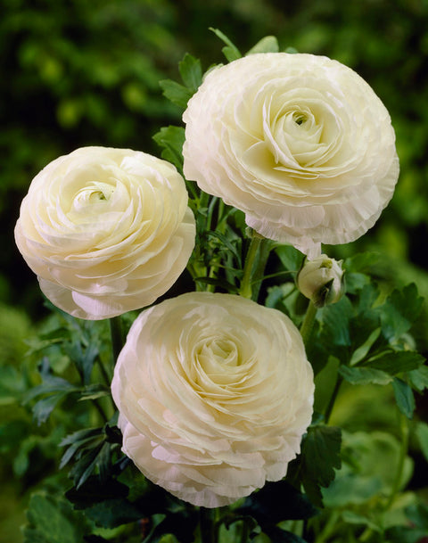 witte ranonkels bloemen ranunculus