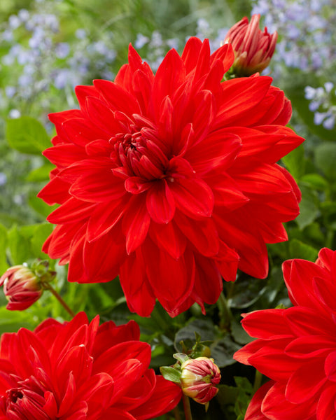 Dahlie Red Neo