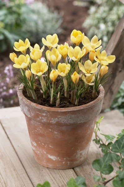crocus potted plants Crocus Romance – Floratuin
