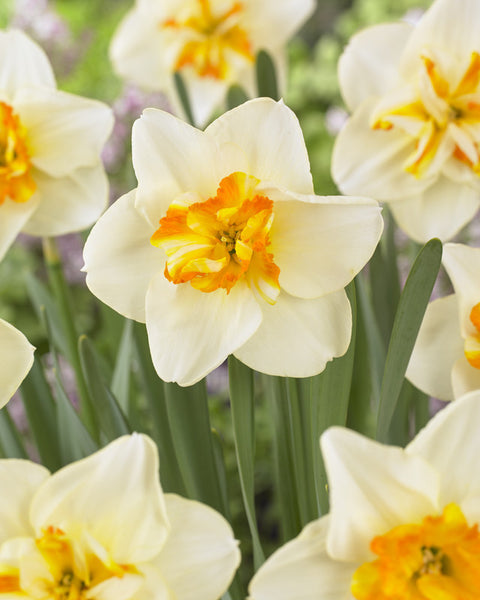 Narcissus Sorbet