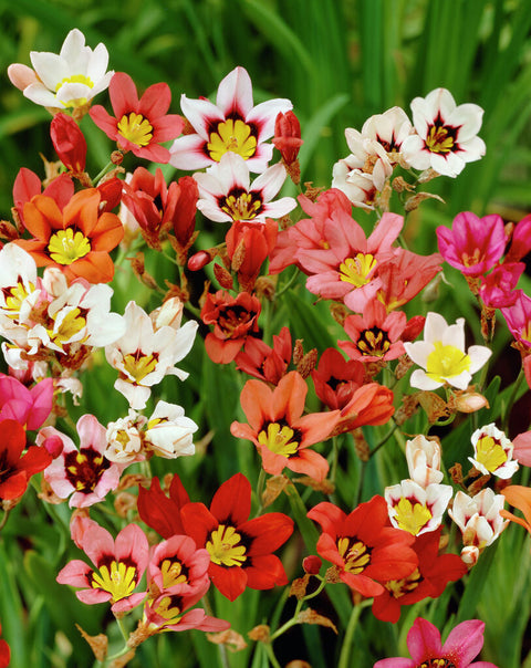 Sparaxis Tricolor mix