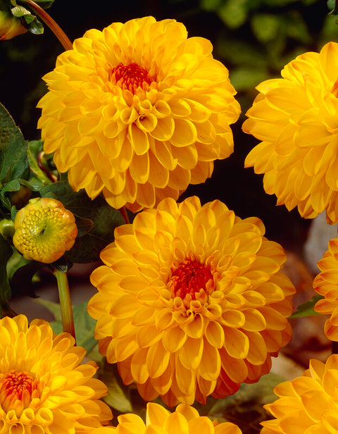 Dahlie Sunny Boy