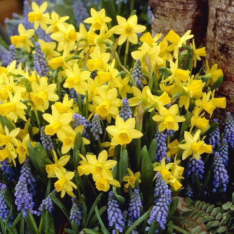 Daffodil Tete a Tete